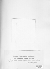 Phragmidium fragariae image